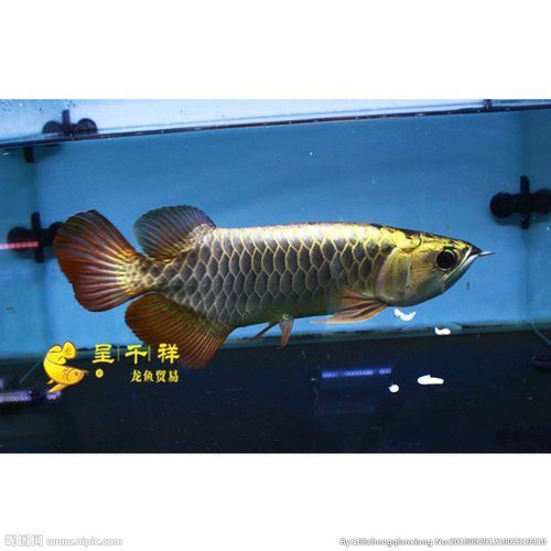 還有哪些廣東的龍魚漁場值得推薦？，廣東的龍魚漁場值得推薦嗎？