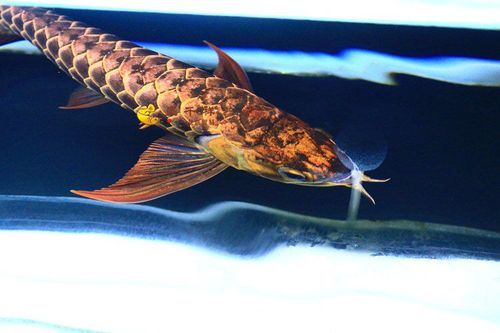 還有哪些廣東的龍魚漁場值得推薦？，廣東的龍魚漁場值得推薦嗎？