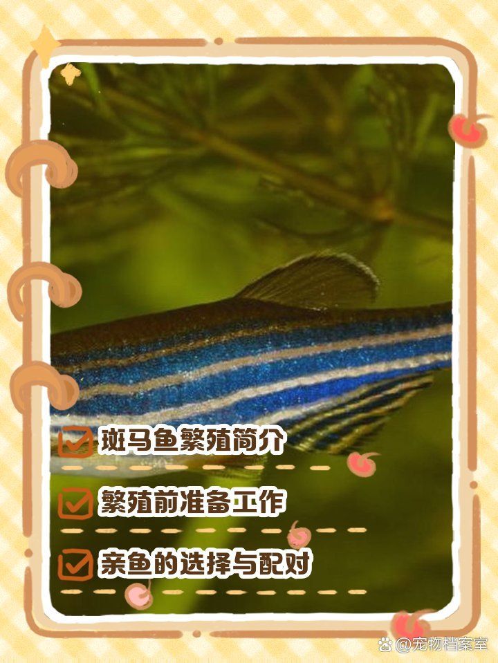 斑馬魚公母繁殖配對注意事項，斑馬魚公母繁殖配對時需要注意的事項