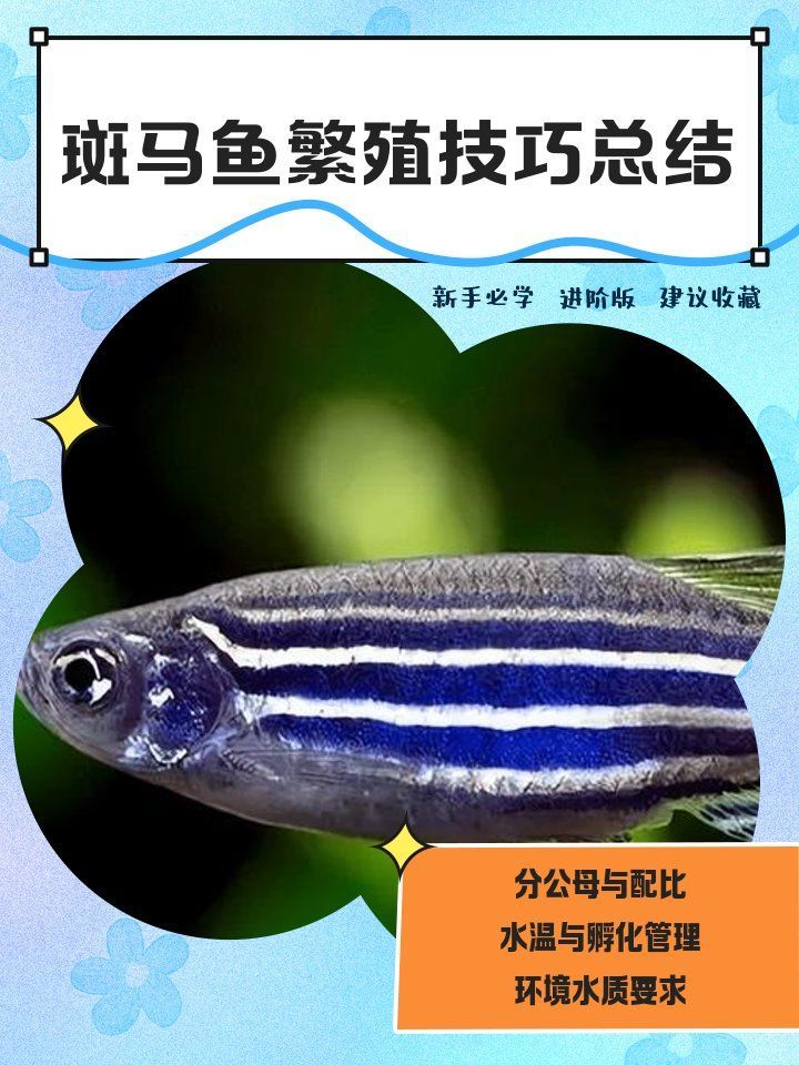 斑馬魚公母繁殖配對注意事項，斑馬魚公母繁殖配對時需要注意的事項