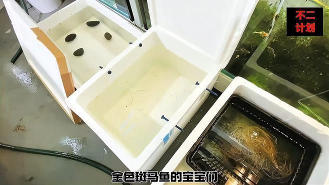 斑馬魚公母繁殖配對注意事項，斑馬魚公母繁殖配對時需要注意的事項