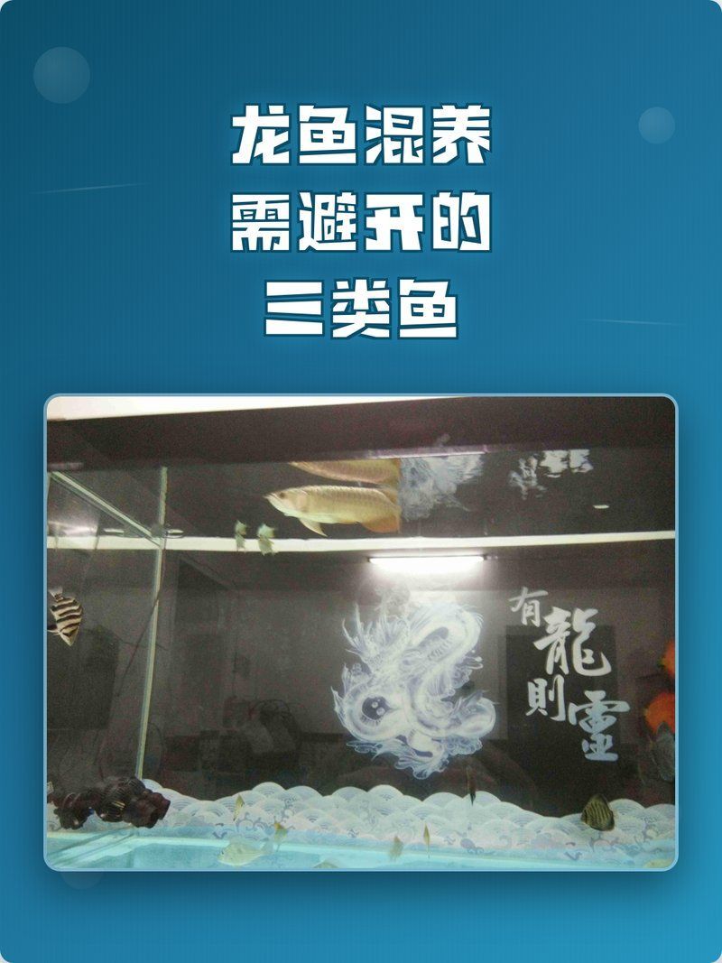 除了上述三種，還有哪些魚不適合與龍魚混養？