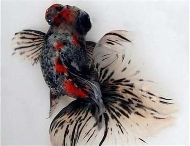 蝶尾金魚哪個品種最珍貴，如何鑒別蝶尾金魚的品質