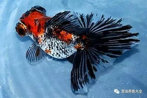 蝶尾金魚哪個品種最珍貴，如何鑒別蝶尾金魚的品質