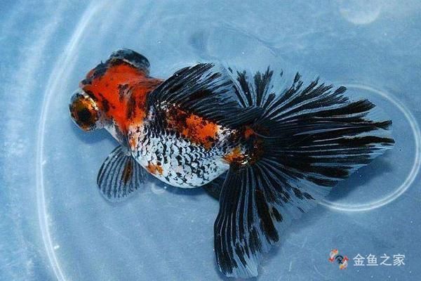 蝶尾金魚哪個品種最珍貴，如何鑒別蝶尾金魚的品質