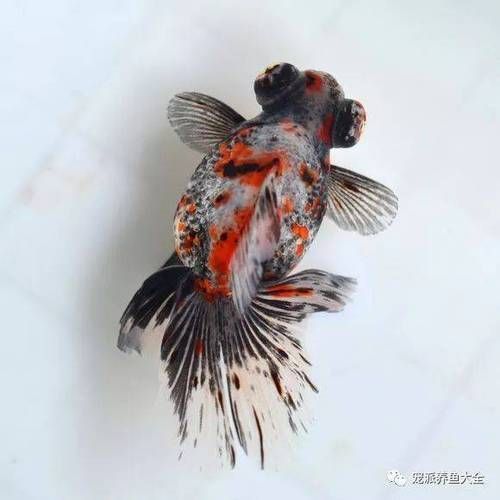 蝶尾金魚哪個品種最珍貴，如何鑒別蝶尾金魚的品質