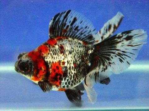 蝶尾金魚哪個品種最珍貴，如何鑒別蝶尾金魚的品質