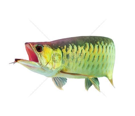 龍魚嘴巴一張一合是預兆嗎？，關于龍魚嘴巴一張一合行為的詳解