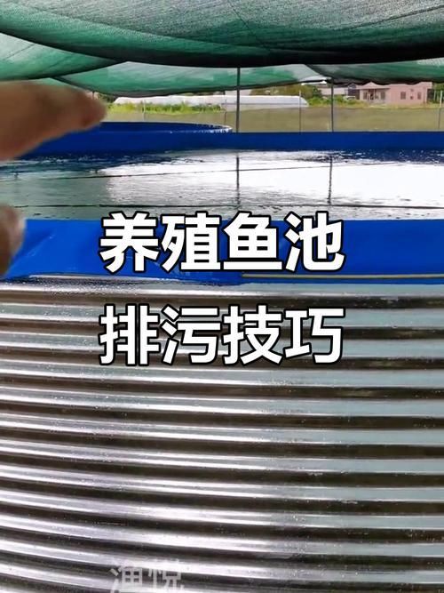 肥鄉(xiāng)龍魚(yú)的養(yǎng)殖技術(shù)有哪些？，肥鄉(xiāng)龍魚(yú)的養(yǎng)殖技術(shù)包括以下幾個(gè)方面：水質(zhì)管理是關(guān)鍵