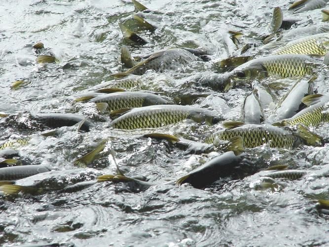 肥鄉(xiāng)龍魚(yú)的養(yǎng)殖技術(shù)有哪些？，肥鄉(xiāng)龍魚(yú)的養(yǎng)殖技術(shù)包括以下幾個(gè)方面：水質(zhì)管理是關(guān)鍵