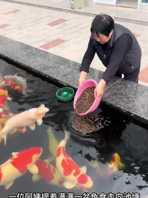 肥鄉(xiāng)龍魚(yú)的養(yǎng)殖技術(shù)有哪些？，肥鄉(xiāng)龍魚(yú)的養(yǎng)殖技術(shù)包括以下幾個(gè)方面：水質(zhì)管理是關(guān)鍵