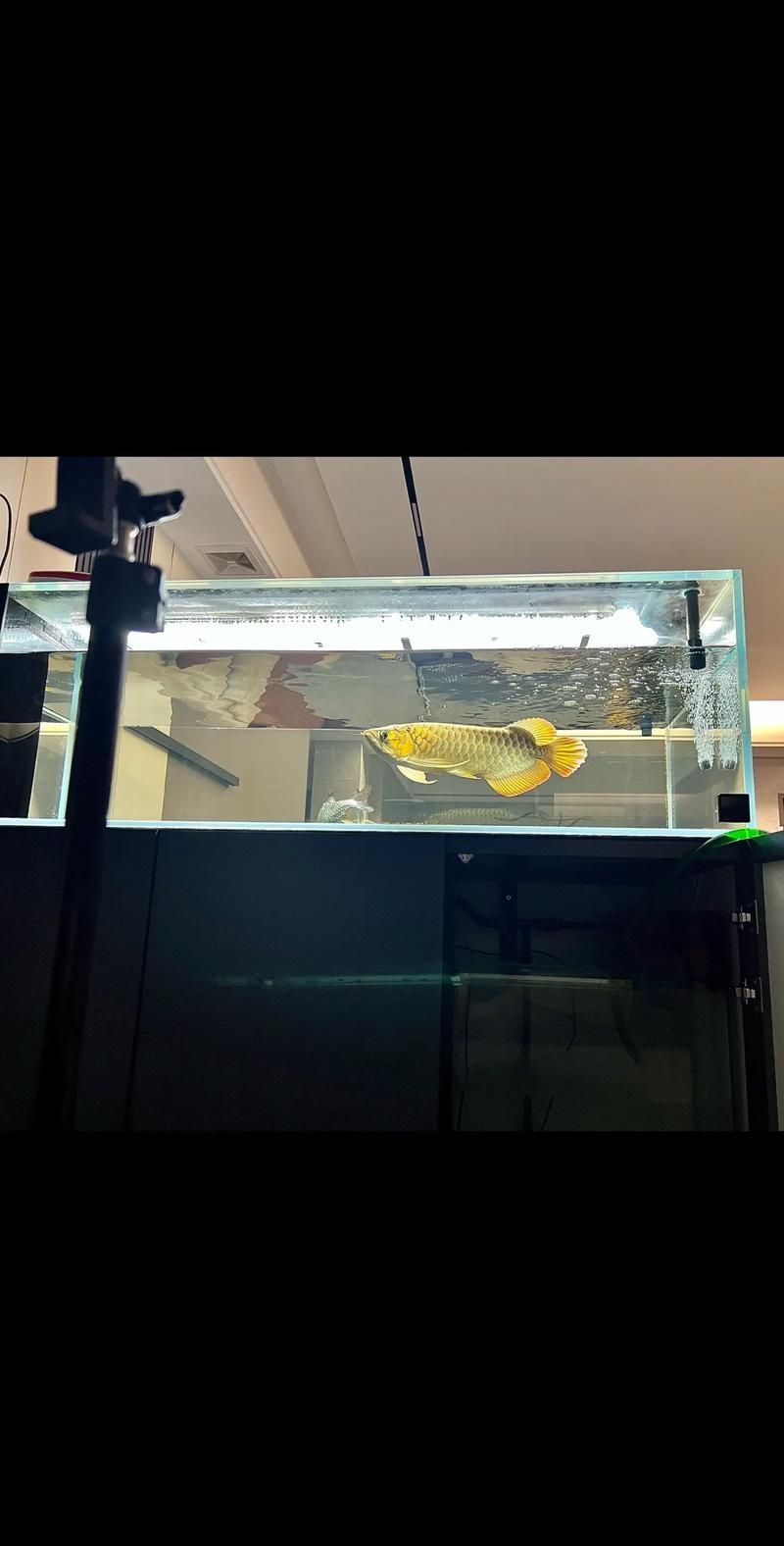 如何改善龍魚(yú)胡須（龍須）的形態(tài)？，如何改善龍魚(yú)胡須形態(tài)