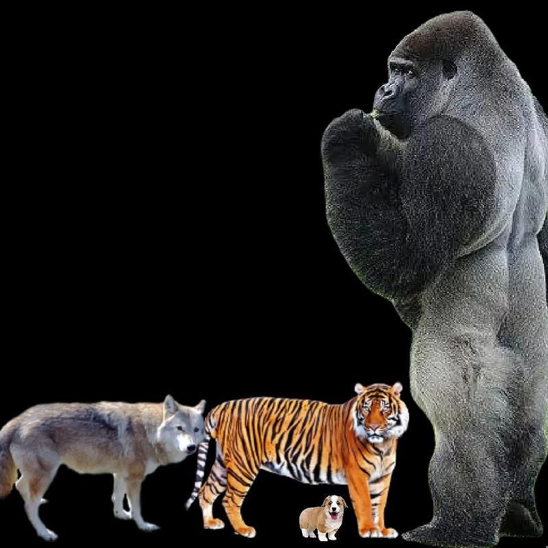 有沒有其他動物的放大圖片