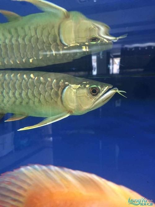 給我一些高清的龍魚須圖片，給我一些高清的龍魚須圖片,