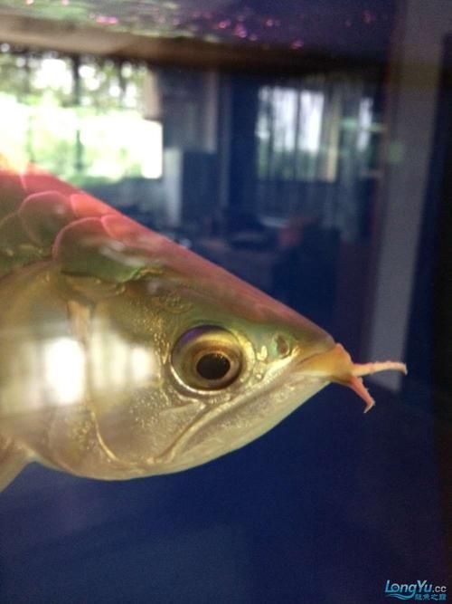 給我一些高清的龍魚須圖片，給我一些高清的龍魚須圖片,