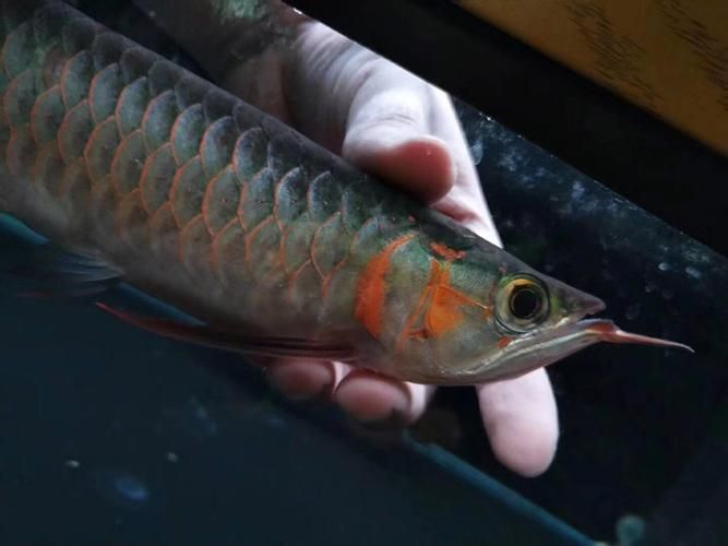 給我一些高清的龍魚須圖片，給我一些高清的龍魚須圖片,