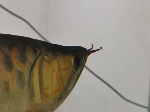 給我一些高清的龍魚須圖片，給我一些高清的龍魚須圖片,