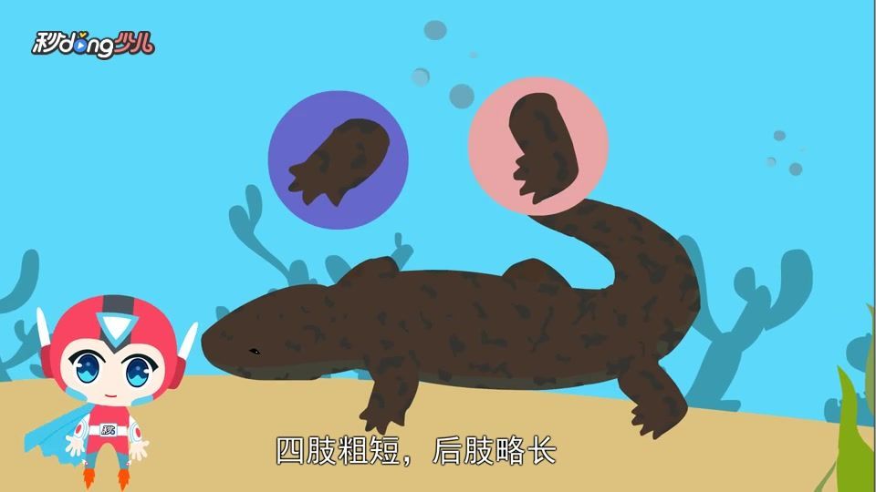 如何區分蠑螈和大鯢