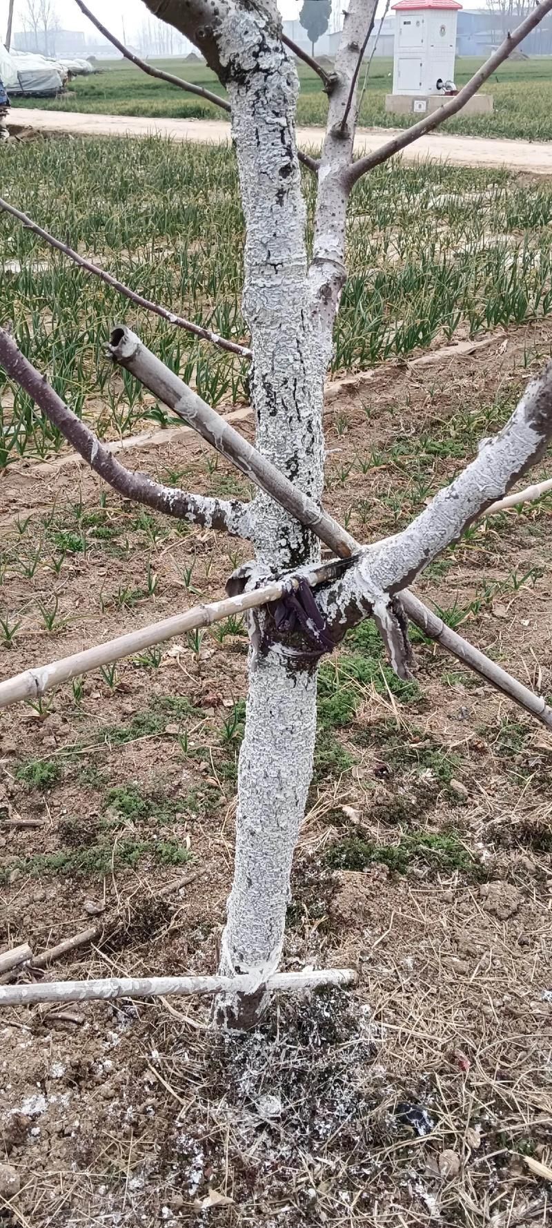 春秋季兩次防治具體如何操作，春秋季兩次養花操作詳解