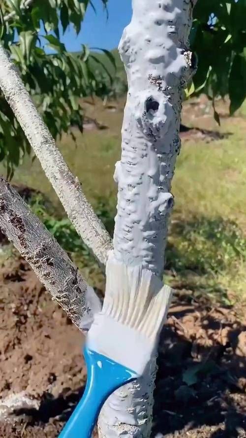 春秋季兩次防治具體如何操作，春秋季兩次養花操作詳解