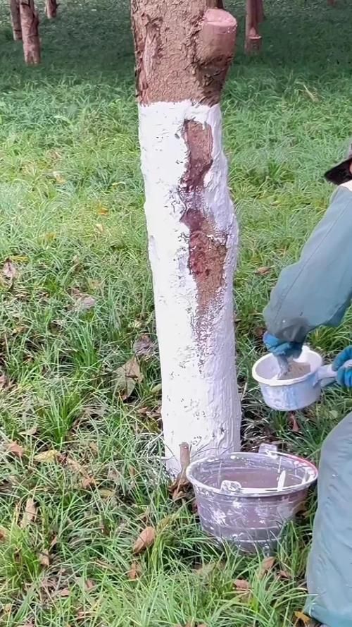 春秋季兩次防治具體如何操作，春秋季兩次養花操作詳解