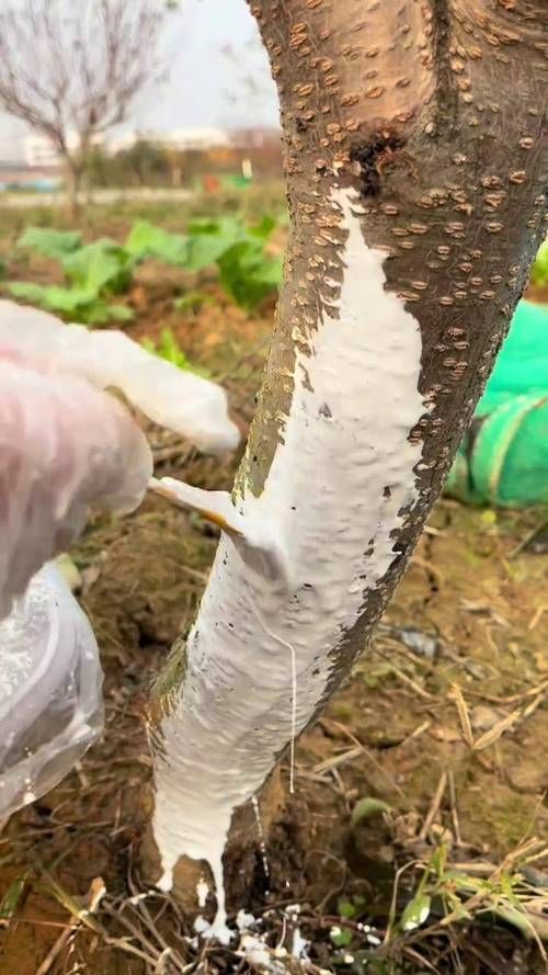 春秋季兩次防治具體如何操作，春秋季兩次養花操作詳解