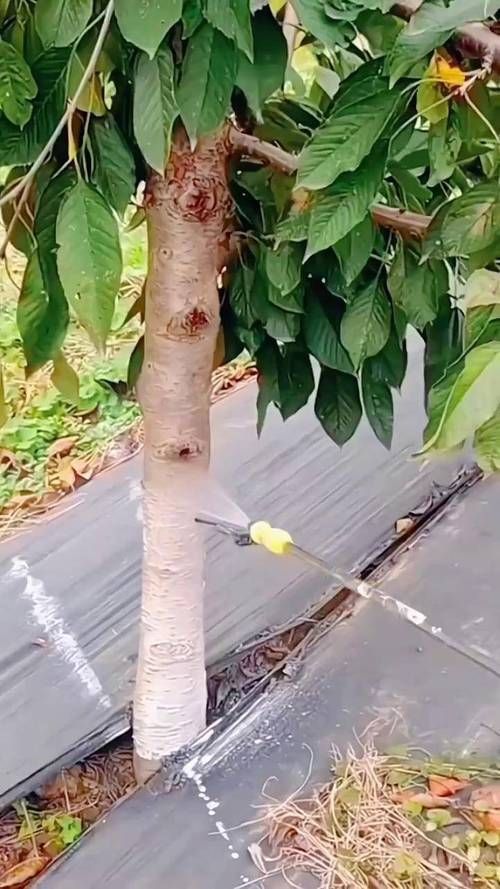 春秋季兩次防治具體如何操作，春秋季兩次養花操作詳解