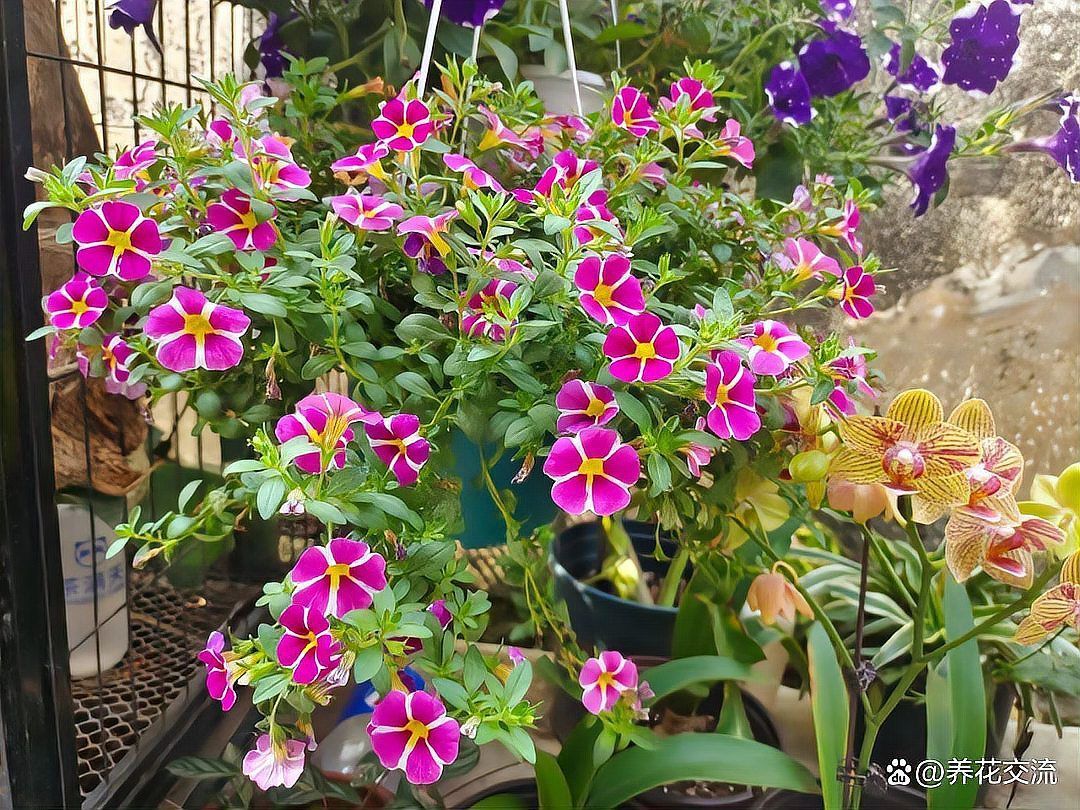 春秋季兩次防治具體如何操作，春秋季兩次養花操作詳解