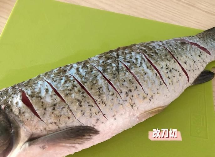 如何區(qū)分真假高背金龍魚烤魚？，———高背金龍魚烤魚“真假”