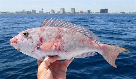 紅龍魚鰓蓋撞掉色多久能好，紅龍魚鰓蓋受傷后恢復指南