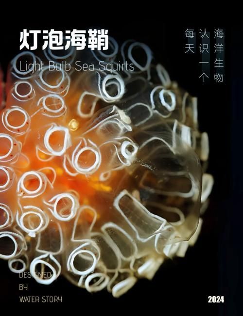 深海龍魚和觀賞龍魚哪個更有科研價值？，深海龍魚與觀賞龍魚的區別
