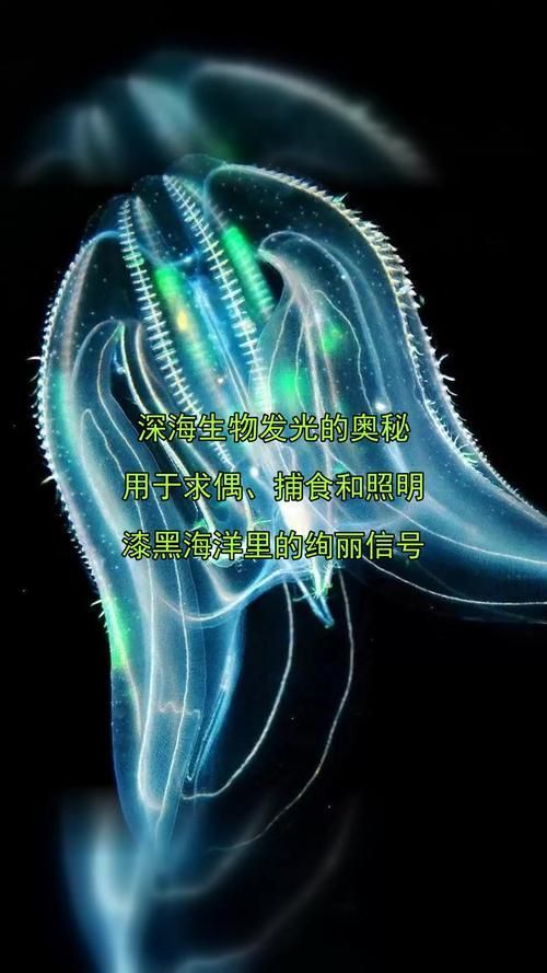 深海龍魚和觀賞龍魚哪個更有科研價值？，深海龍魚與觀賞龍魚的區(qū)別