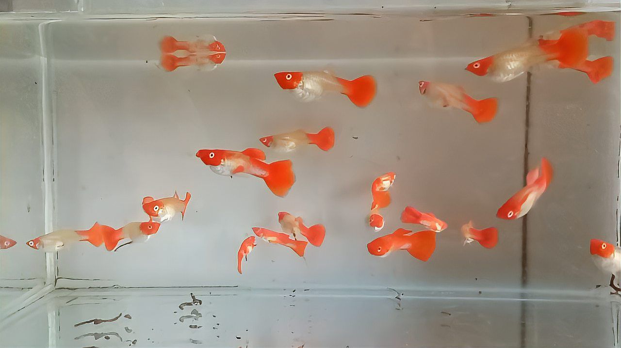 孔雀魚(yú)發(fā)白腐爛會(huì)自愈嗎，孔雀魚(yú)發(fā)白腐爛會(huì)自愈嗎7種孔雀魚(yú)病癥空心木偶人