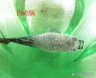 孔雀魚(yú)發(fā)白腐爛會(huì)自愈嗎，孔雀魚(yú)發(fā)白腐爛會(huì)自愈嗎7種孔雀魚(yú)病癥空心木偶人