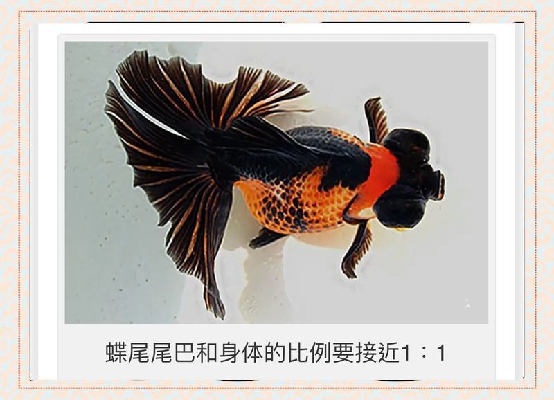 蝶尾金魚的優選標準有哪些，如何挑選蝶尾金魚