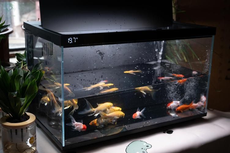 給我推薦幾款性價比高的魚缸，性價比高的魚缸推薦