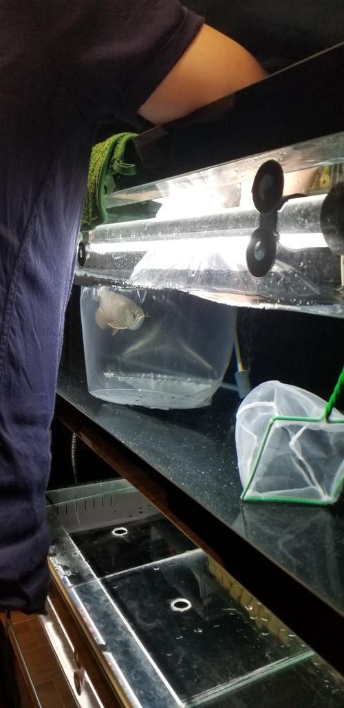 如何鑒別李亞四龍魚的真?zhèn)危浚P(guān)于李亞四龍魚的鑒別