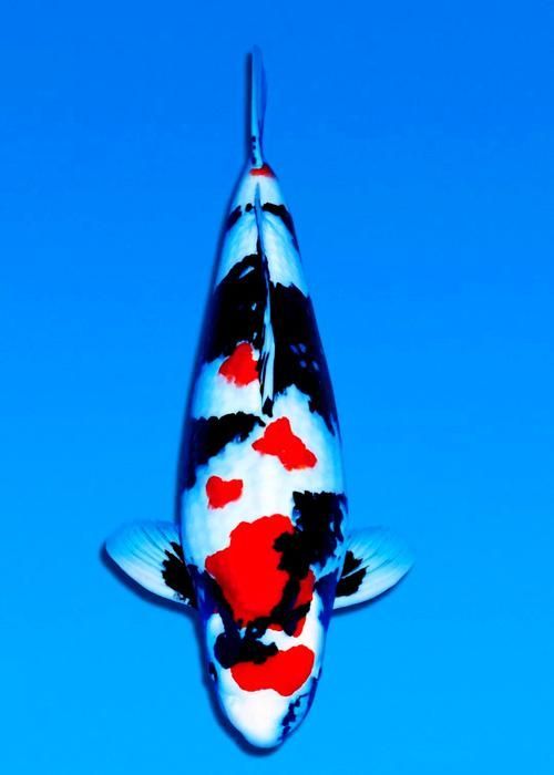 十大名貴錦鯉圖片，十大名貴錦鯉品種值得收藏，如何鑒別錦鯉的價(jià)格范圍
