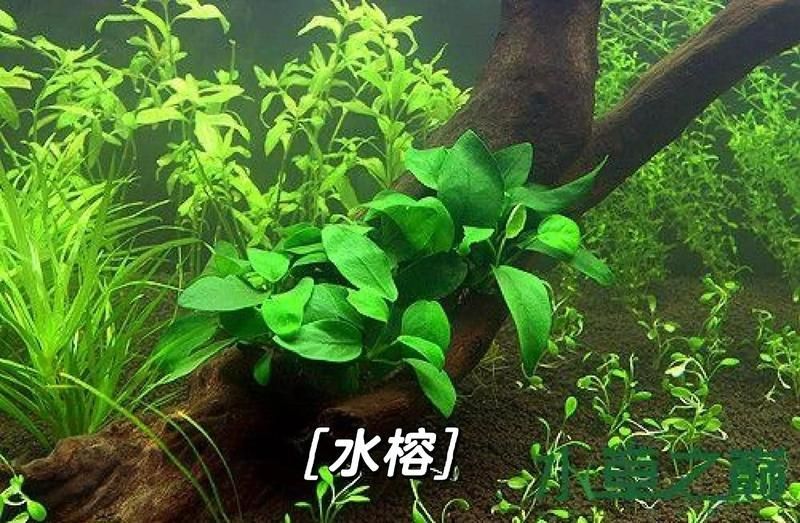 如何選擇適合龍魚(yú)缸的水草？，如何選擇適合龍魚(yú)缸的水草[emoji[需手動(dòng)填充]1f495[[需手動(dòng)填充]emoji[需手動(dòng)填充]