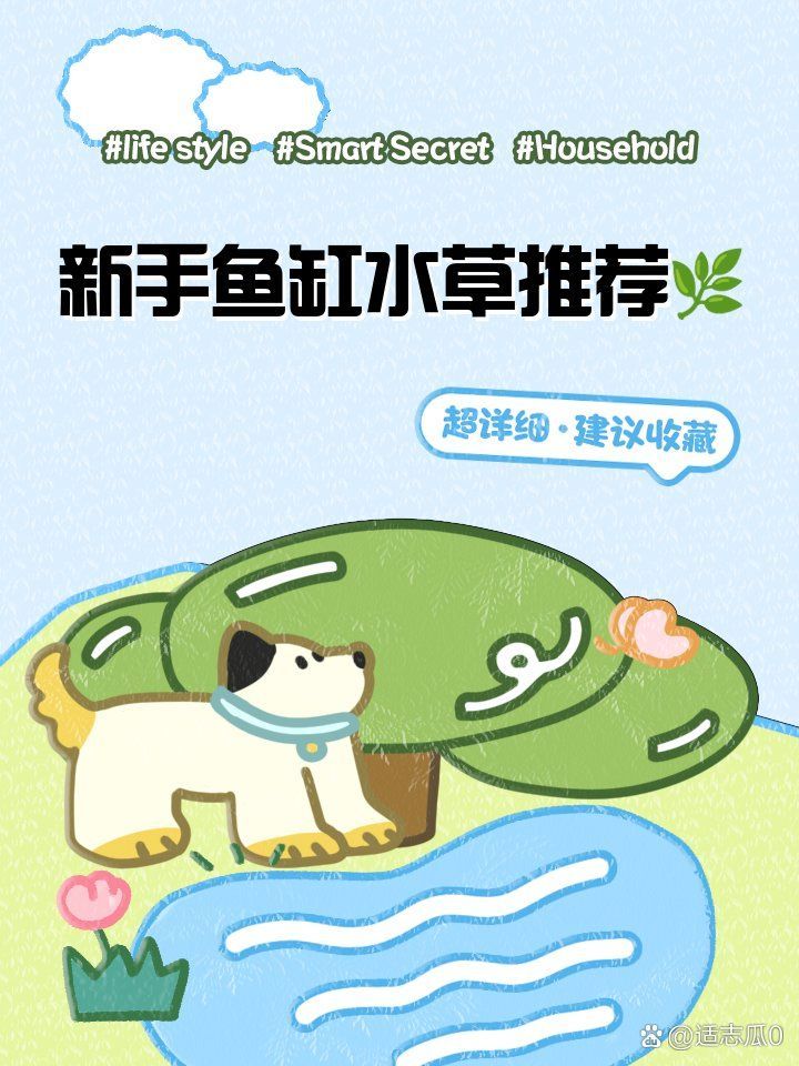 如何選擇適合龍魚缸的水草？，如何選擇適合龍魚缸的水草[emoji[需手動(dòng)填充]1f495[[需手動(dòng)填充]emoji[需手動(dòng)填充]