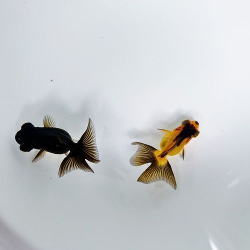 如何判斷蝶尾金魚的品質，如何判斷蝶尾金魚品質