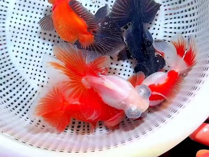 如何判斷蝶尾金魚(yú)的品質(zhì)，如何判斷蝶尾金魚(yú)品質(zhì)