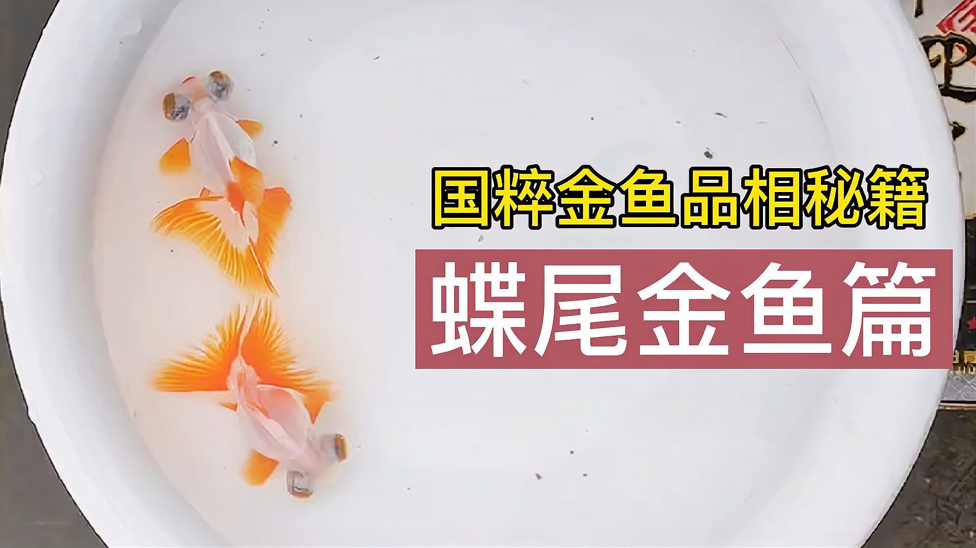 如何判斷蝶尾金魚的品質，如何判斷蝶尾金魚品質