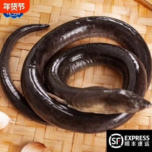 如何區(qū)分杜龍魚(yú)和日本鰻魚(yú)？，如何區(qū)分杜龍魚(yú)與日本鰻魚(yú)