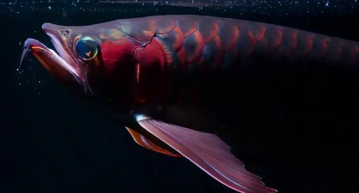 國產(chǎn)龍魚哪個(gè)品種最受歡迎，國產(chǎn)龍魚中最受歡迎的品種是過背金龍魚和紅龍魚