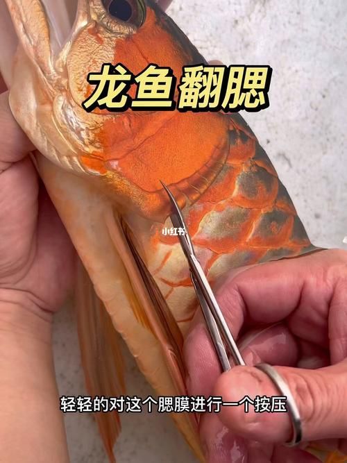 給我一些龍魚鰓蓋修復的圖片示例，關于龍魚鰓蓋修復的圖片示例