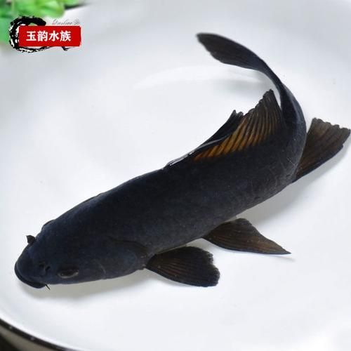 鳳陽龍魚有哪些獨特特征？，鳳陽龍魚是什么？