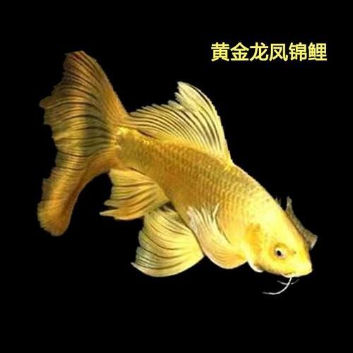 鳳陽龍魚有哪些獨特特征？，鳳陽龍魚是什么？