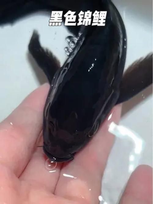 鳳陽龍魚有哪些獨特特征？，鳳陽龍魚是什么？