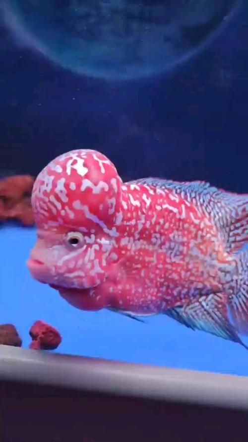 麥肯斯銀版魚的價格是多少？，麥肯斯銀版魚的價格是多少麥肯斯銀版魚的價格是多少
